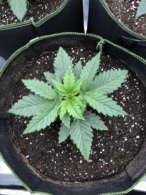 Pineapple Squeeze 🍍. Week 3
