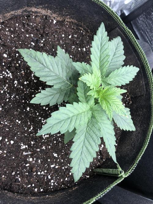 Pineapple Squeeze 🍍. Week 3