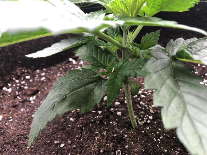 Pineapple Squeeze 🍍. Week 3