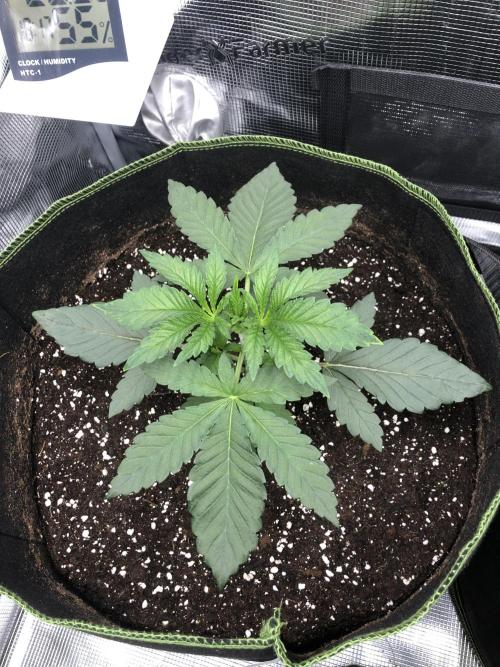 Sour Blucci 🍋 #2. Week 3
