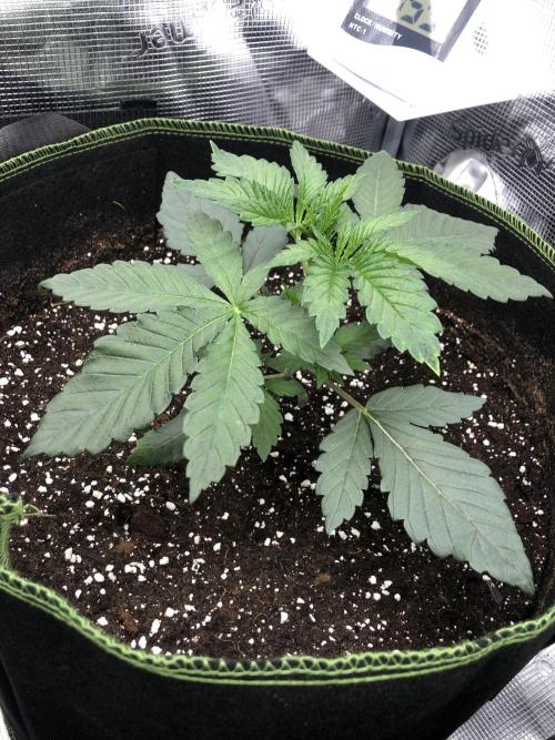 Sour Blucci 🍋 #2. Week 3