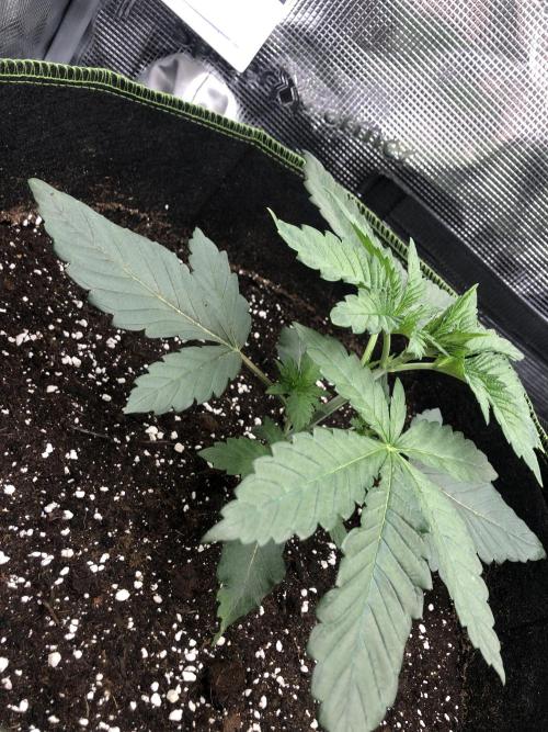 Sour Blucci 🍋 #2. Week 3