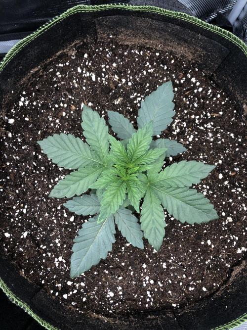 Sour Blucci 🍋 #1. Week 3