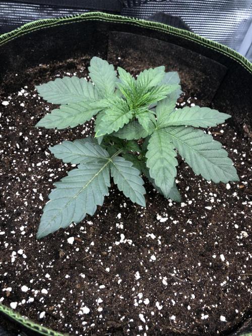 Sour Blucci 🍋 #1. Week 3