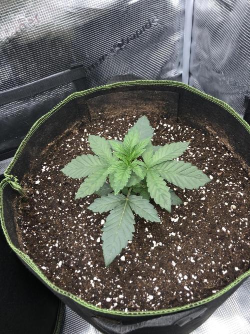 Sour Blucci 🍋 #1. Week 3