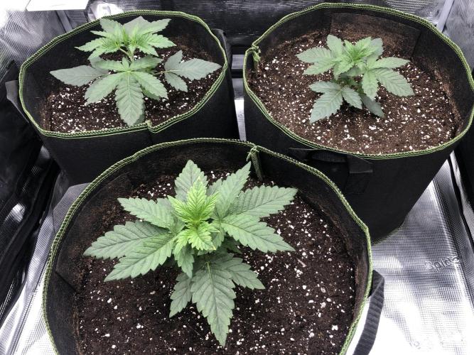 Pineapple Squeeze 🍍. Week 3