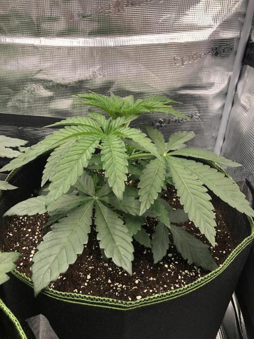 Sour Blucci 🍋 #1. Week 4