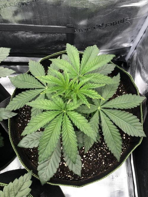 Sour Blucci 🍋 #1. Week 4