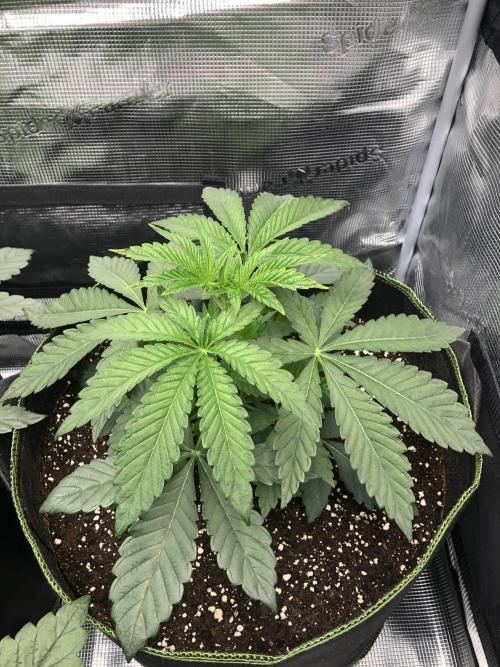 Sour Blucci 🍋 #1. Week 4