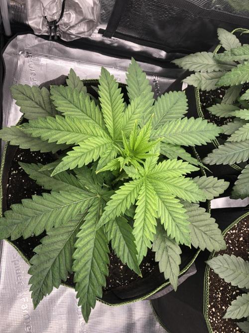 Pineapple Squeeze 🍍. Week 4