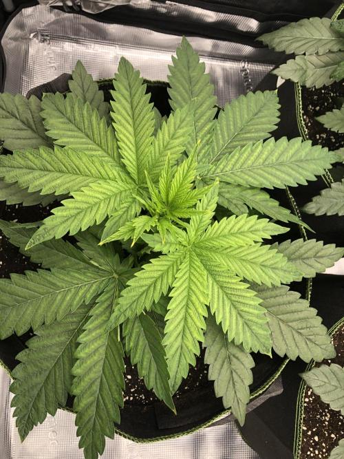 Pineapple Squeeze 🍍. Week 4