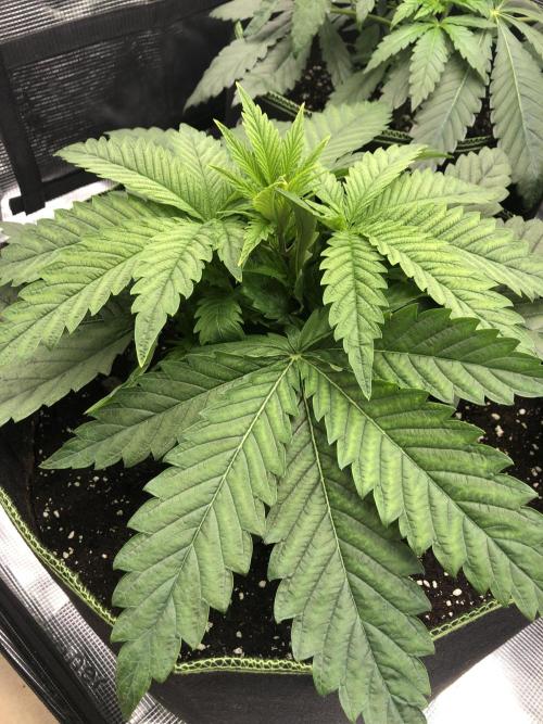 Pineapple Squeeze 🍍. Week 4