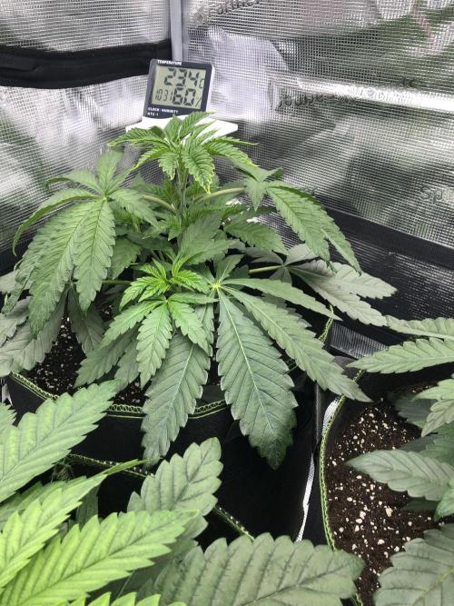 Sour Blucci 🍋 #2. Week 4