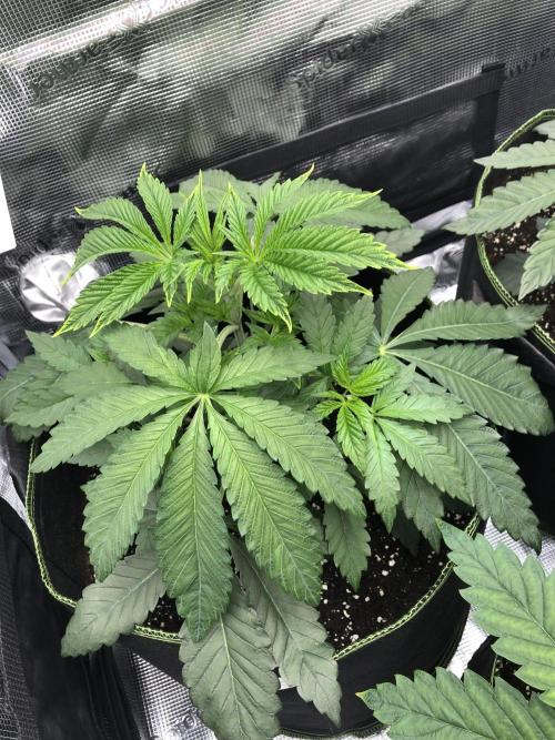 Sour Blucci 🍋 #2. Week 4