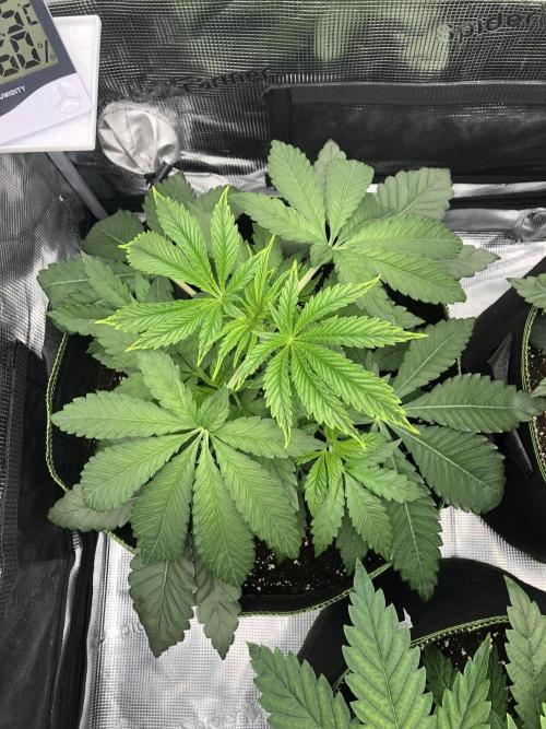 Sour Blucci 🍋 #2. Week 4