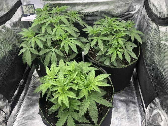 Sour Blucci 🍋 #2. Week 5