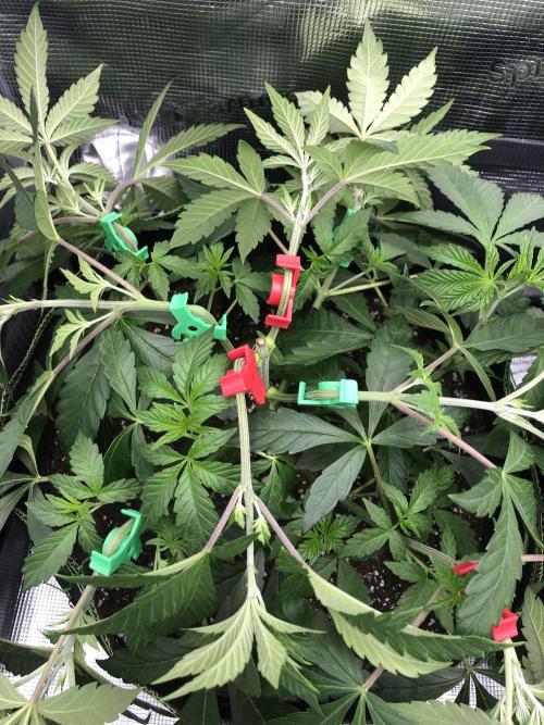 Sour Blucci 🍋 #2. Week 5