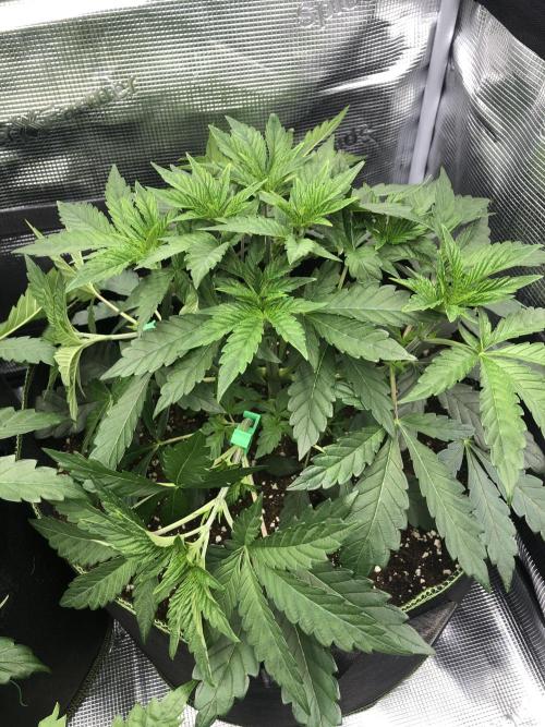 Sour Blucci 🍋 #1. Week 5