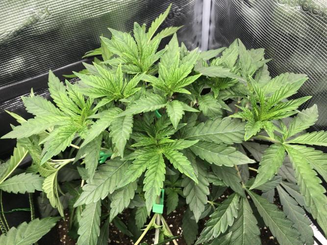 Sour Blucci 🍋 #1. Week 5