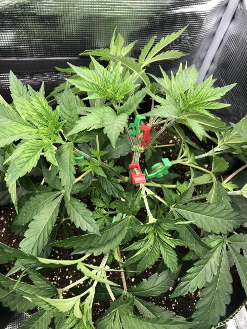 Sour Blucci 🍋 #1. Week 5