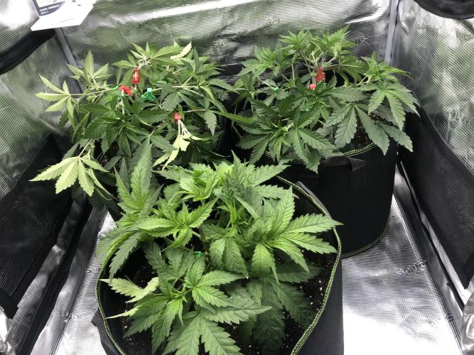 Sour Blucci 🍋 #1. Week 5