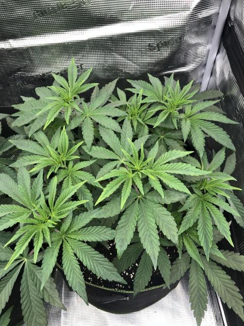 Sour Blucci 🍋 #1. Week 6