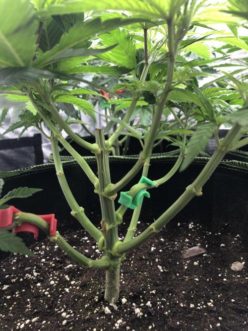 Sour Blucci 🍋 #1. Week 6