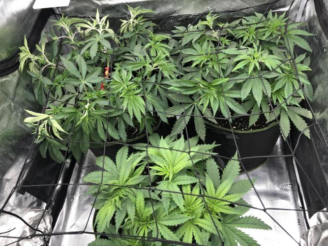 Sour Blucci 🍋 #1. Week 6