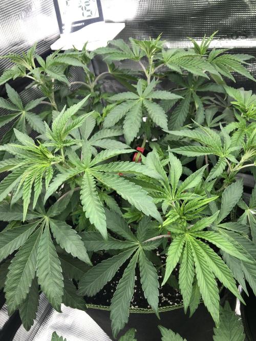 Sour Blucci 🍋 #2. Week 6