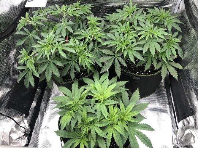 Pineapple Squeeze 🍍. Week 6