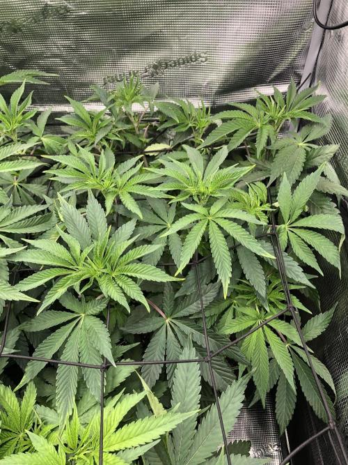 Sour Blucci 🍋 #1. Week 7