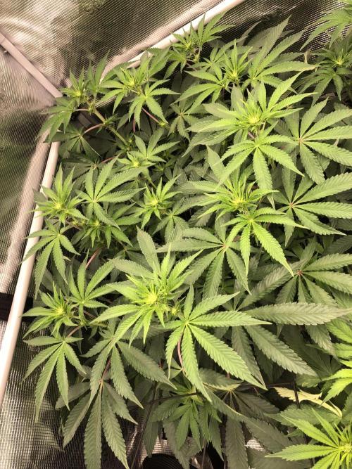 Sour Blucci 🍋 #2. Week 8