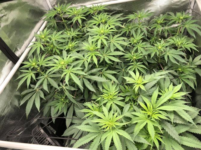 Sour Blucci 🍋 #2. Week 8