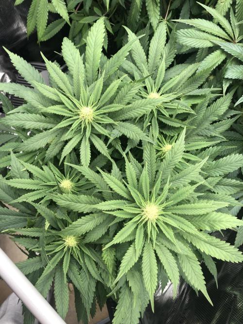 Pineapple Squeeze 🍍. Week 10