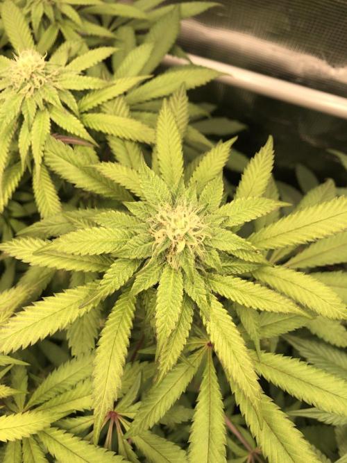 Sour Blucci 🍋 #2. Week 10