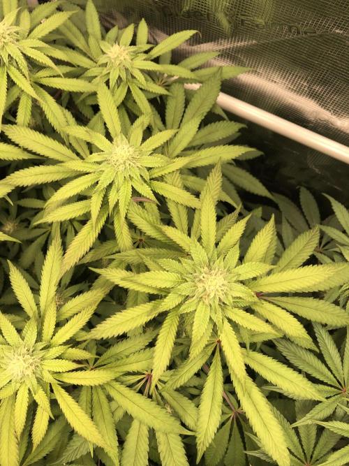 Sour Blucci 🍋 #2. Week 10