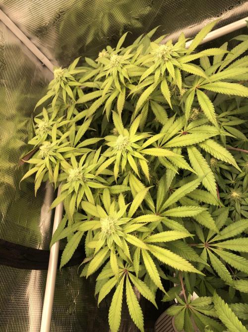 Sour Blucci 🍋 #2. Week 10