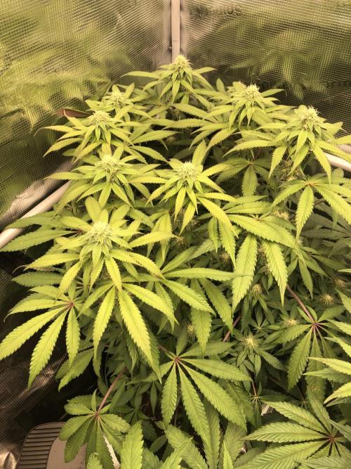 Sour Blucci 🍋 #2. Week 10