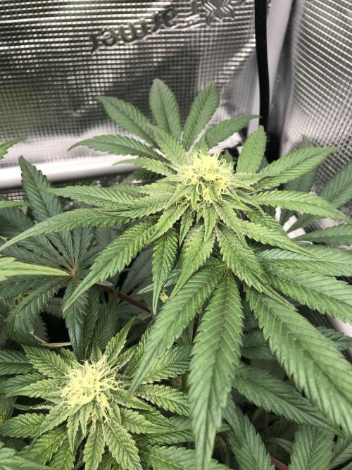 Sour Blucci 🍋 #1. Week 10