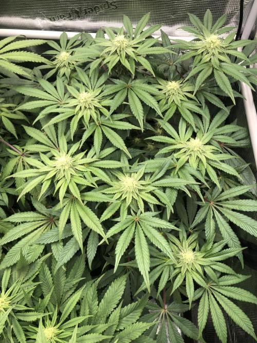 Sour Blucci 🍋 #1. Week 10