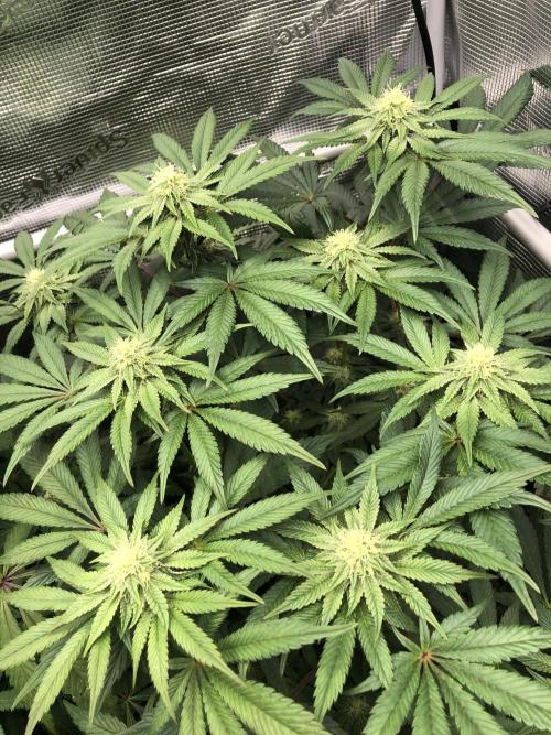 Sour Blucci 🍋 #1. Week 10