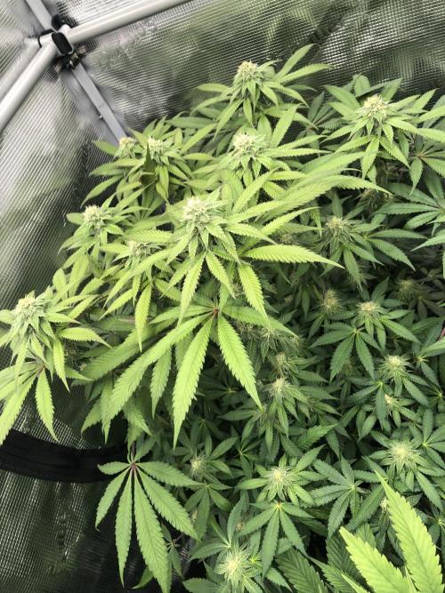 Sour Blucci 🍋 #2. Week 11