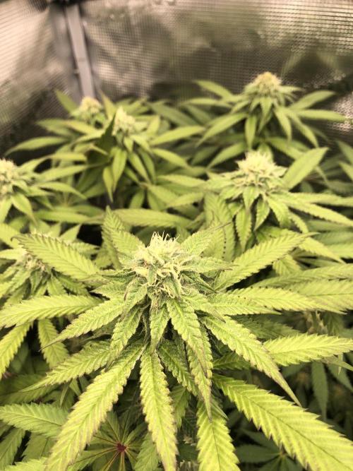 Sour Blucci 🍋 #2. Week 11