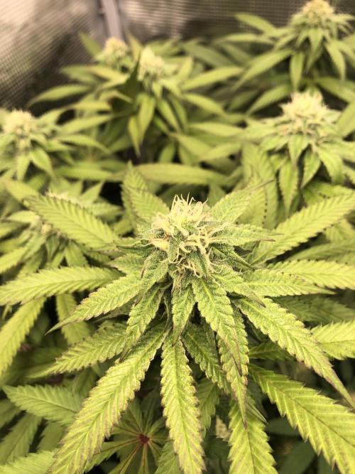 Sour Blucci 🍋 #2. Week 11
