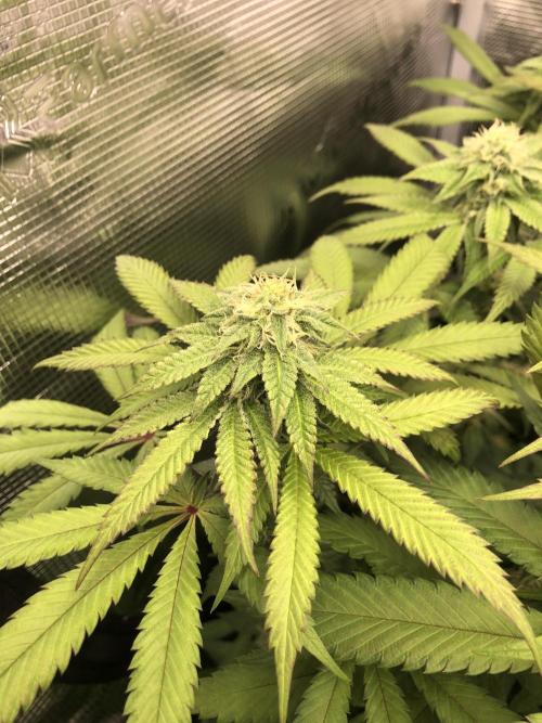 Sour Blucci 🍋 #2. Week 11