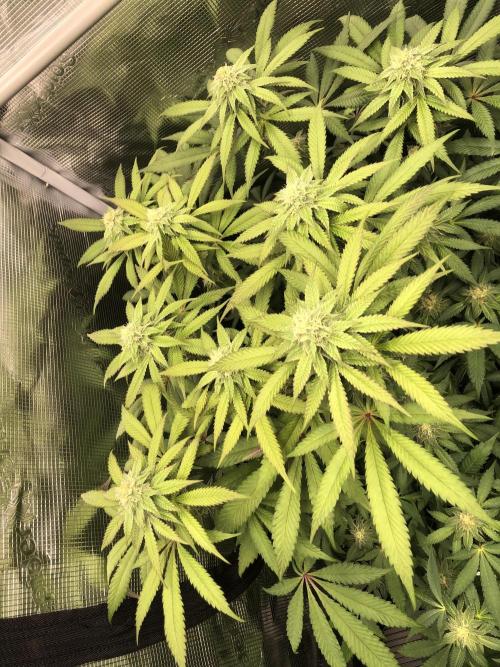 Sour Blucci 🍋 #2. Week 11