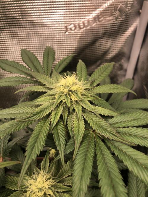 Sour Blucci 🍋 #1. Week 11
