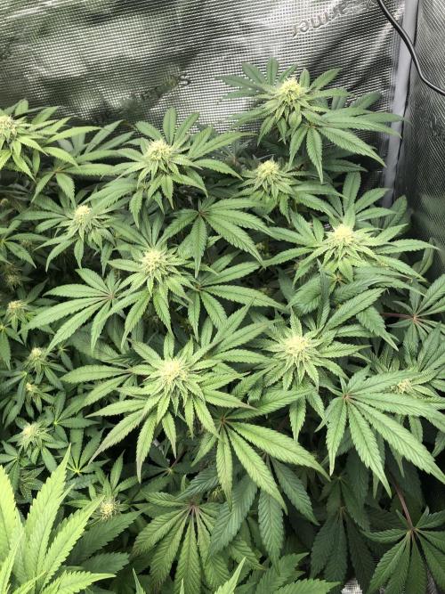 Sour Blucci 🍋 #1. Week 11