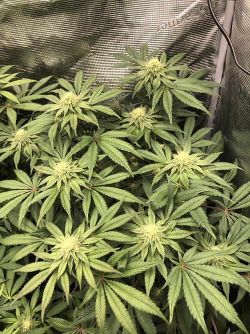 Sour Blucci 🍋 #1. Week 11