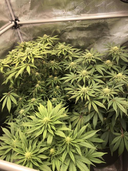 Sour Blucci 🍋 #1. Week 11